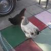 View the image: DSCN1284_800x600