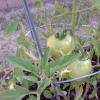 View the image: 2010-06-15 17.47.39