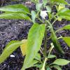 View the image: 2010-06-15 17.47.54