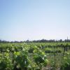 View the image: DSCN1293_800x600