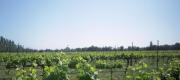 View the Album: Napa
 12 images