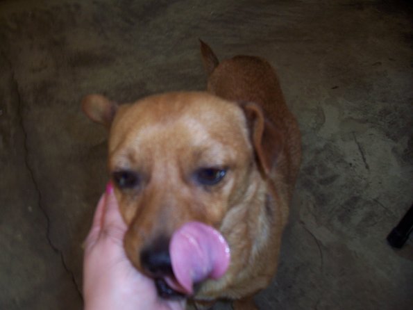 Bert in the pound