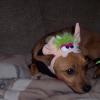 View the image: Bert dressed for Halloween