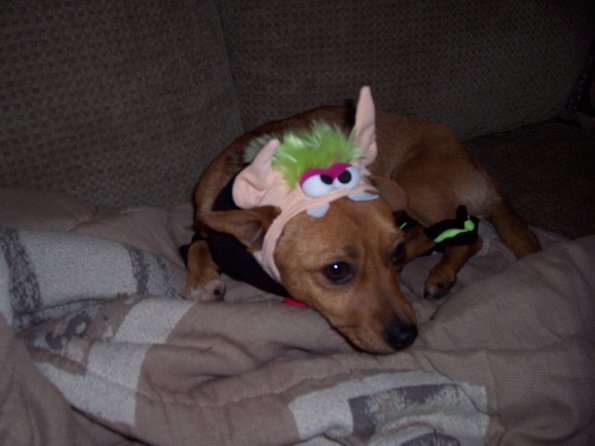 Bert dressed for Halloween
