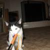 View the image: Pizza_3